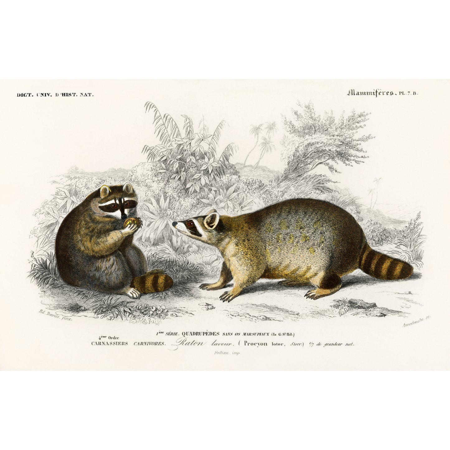 Raccoon (Procyon Lotor) Illustration - Giclee Art Print Poster