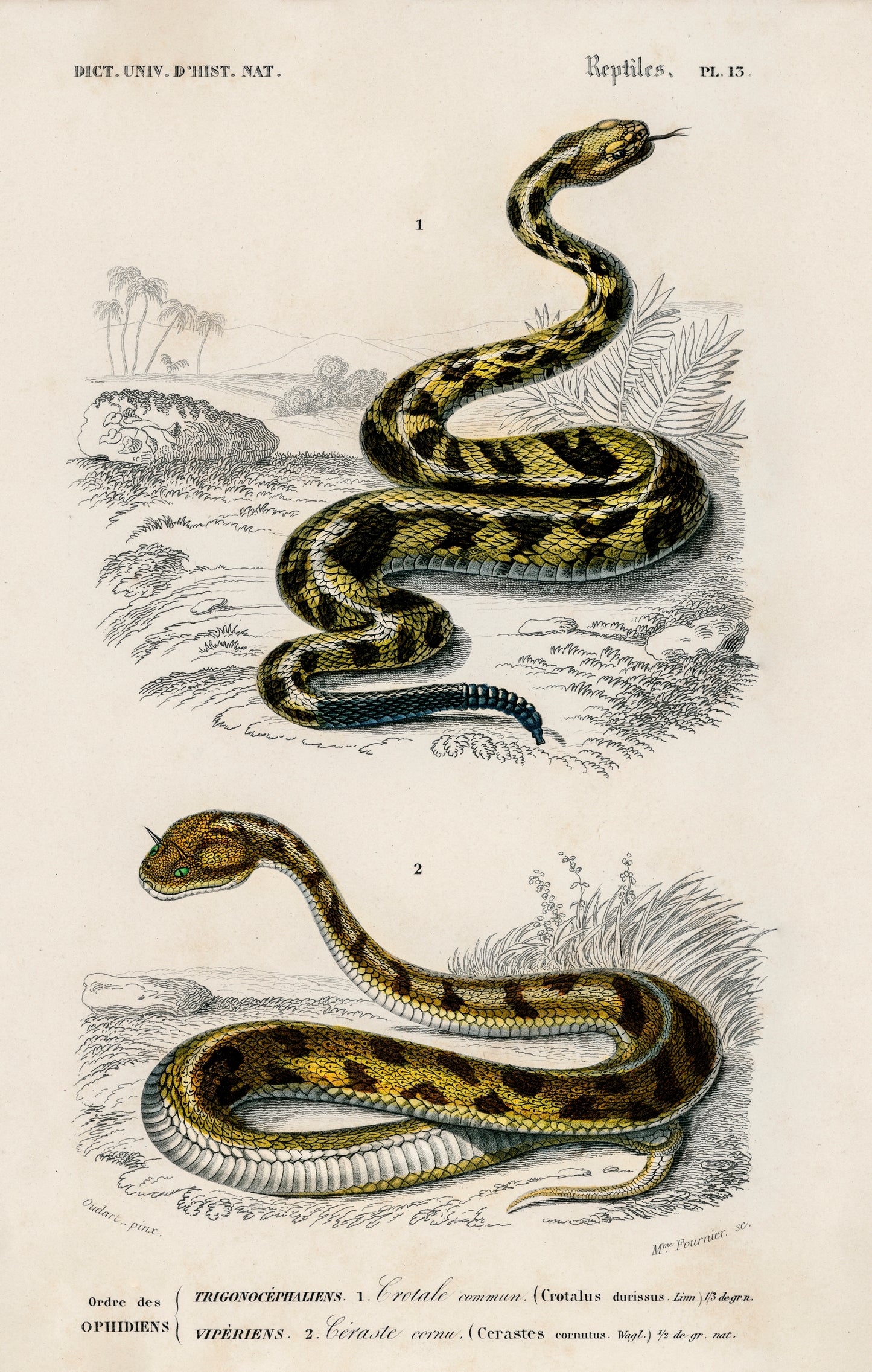 Rattlesnake (Crotale) and Saharan Horned Viper (Cerastes) Illustration - Giclee Art Print Poster