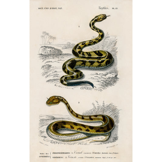 Rattlesnake (Crotale) and Saharan Horned Viper (Cerastes) Illustration - Giclee Art Print Poster