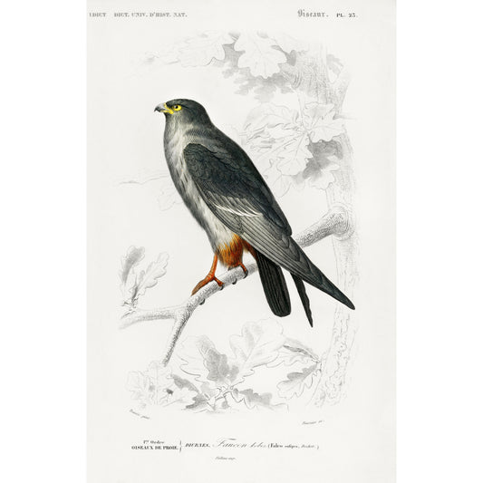 Red-footed Falcon (Falco Rufipes) Illustration - Giclee Art Print Poster