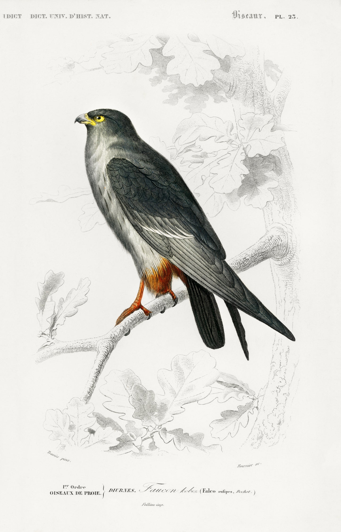 Red-footed Falcon (Falco Rufipes) Illustration - Giclee Art Print Poster