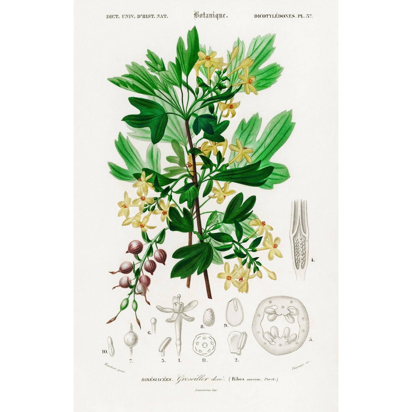 Ribes Aureum Illustration - Giclee Art Print Poster