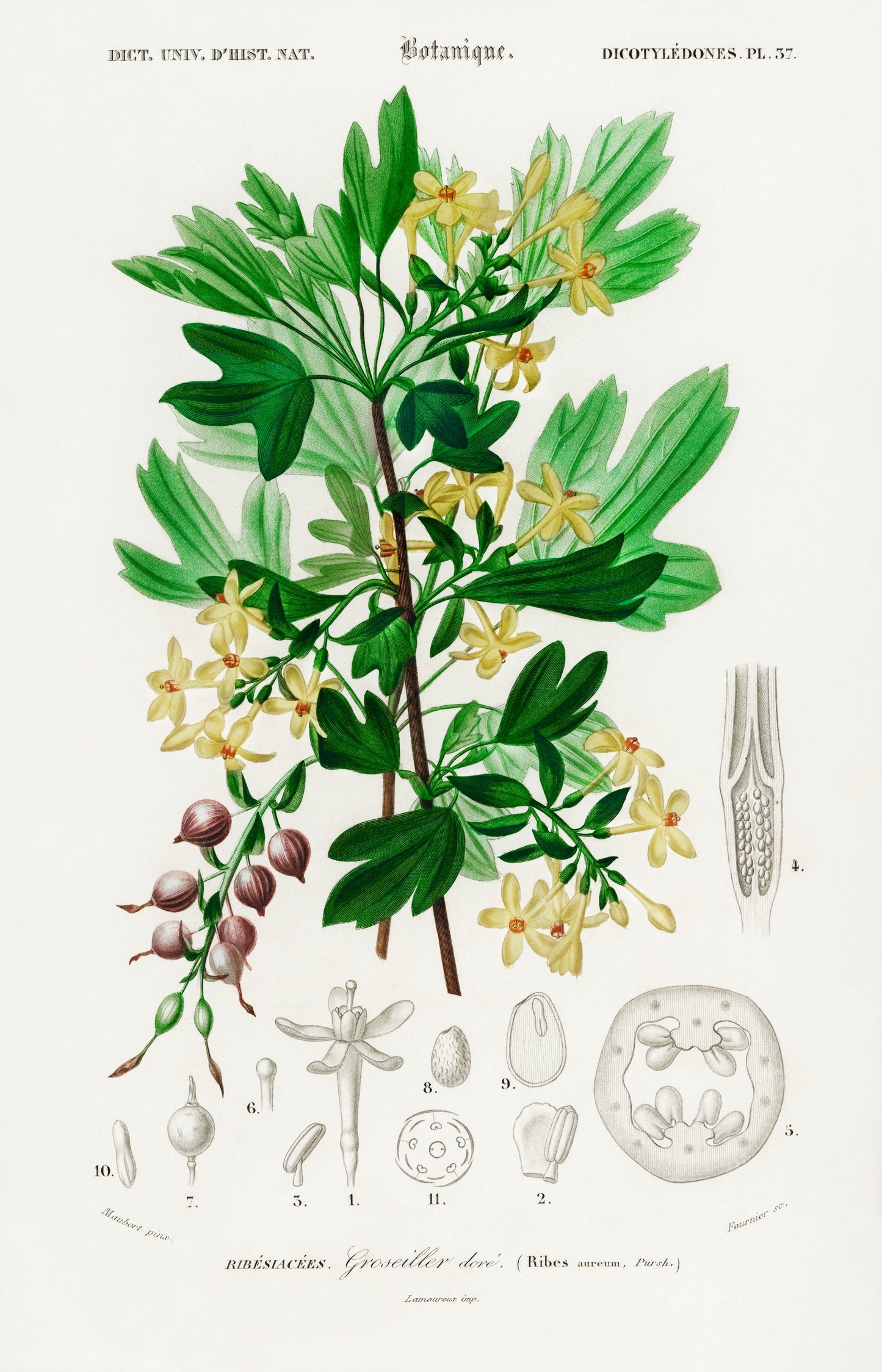 Ribes Aureum Illustration - Giclee Art Print Poster