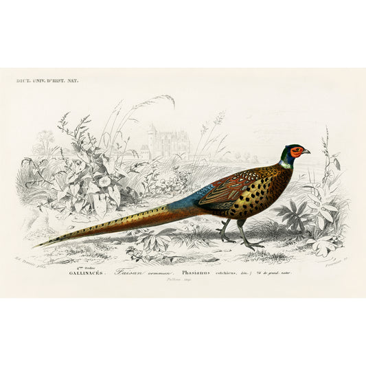 Ring-necked Pheasant (Phasianus Colchicus) Illustration - Giclee Art Print Poster