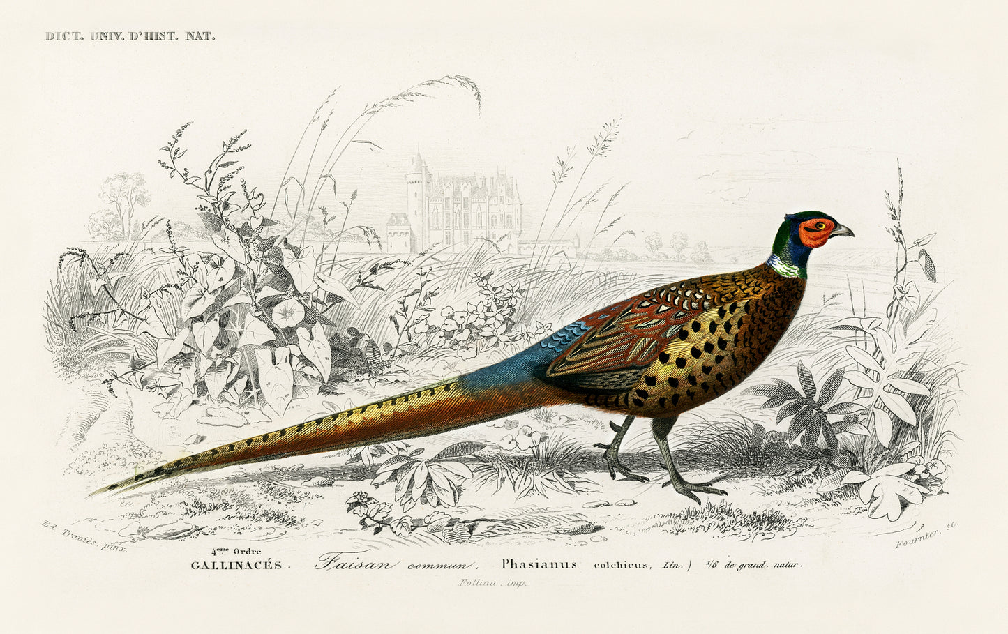 Ring-necked Pheasant (Phasianus Colchicus) Illustration - Giclee Art Print Poster