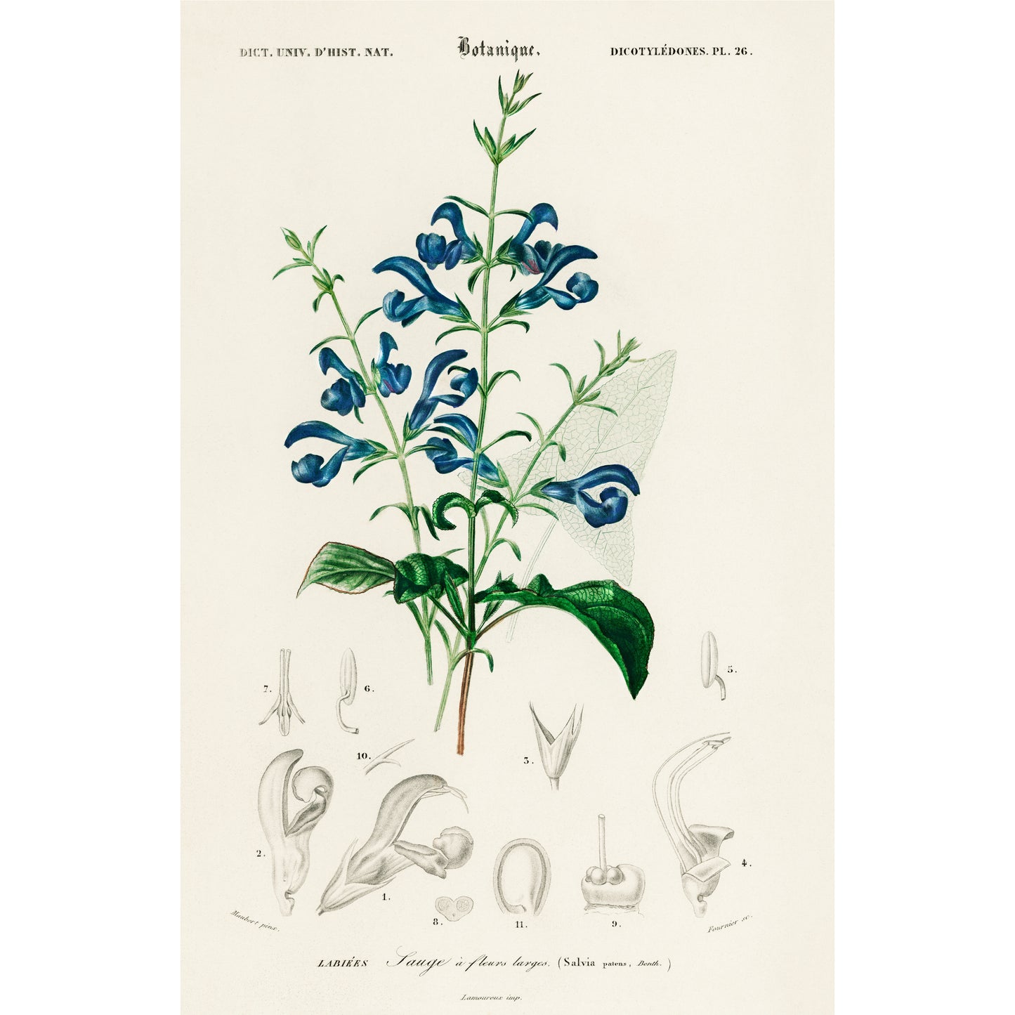 Salvia Patens Illustration - Giclee Art Print Poster