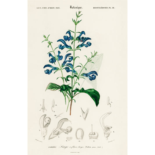 Salvia Patens Illustration - Giclee Art Print Poster