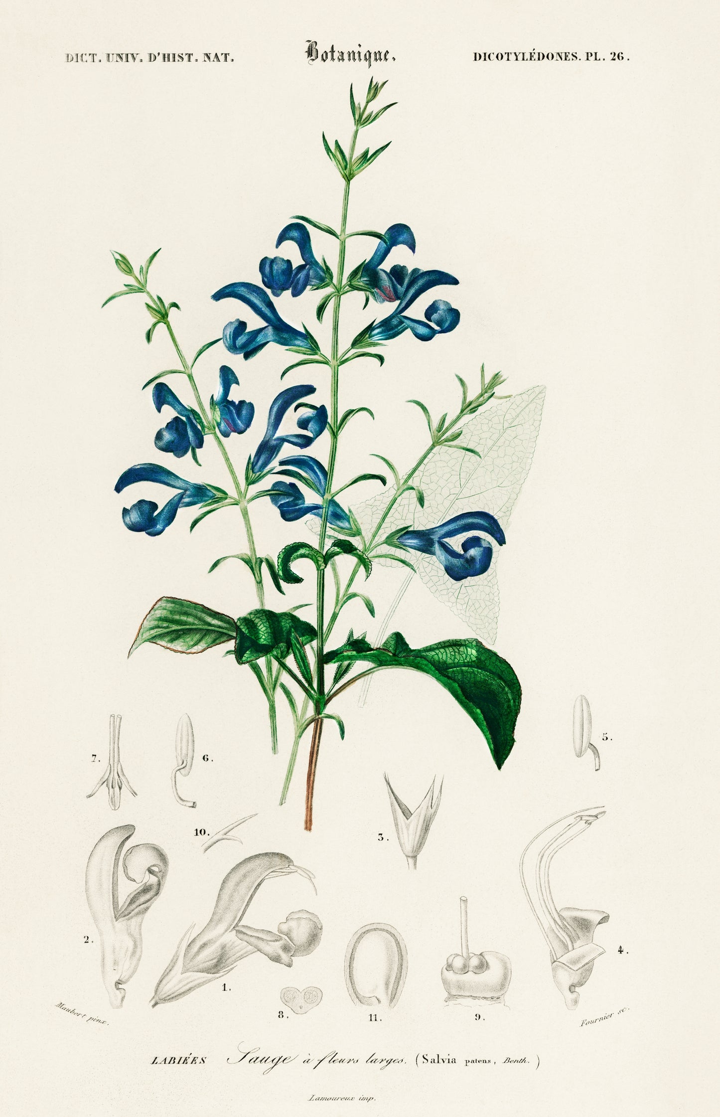 Salvia Patens Illustration - Giclee Art Print Poster