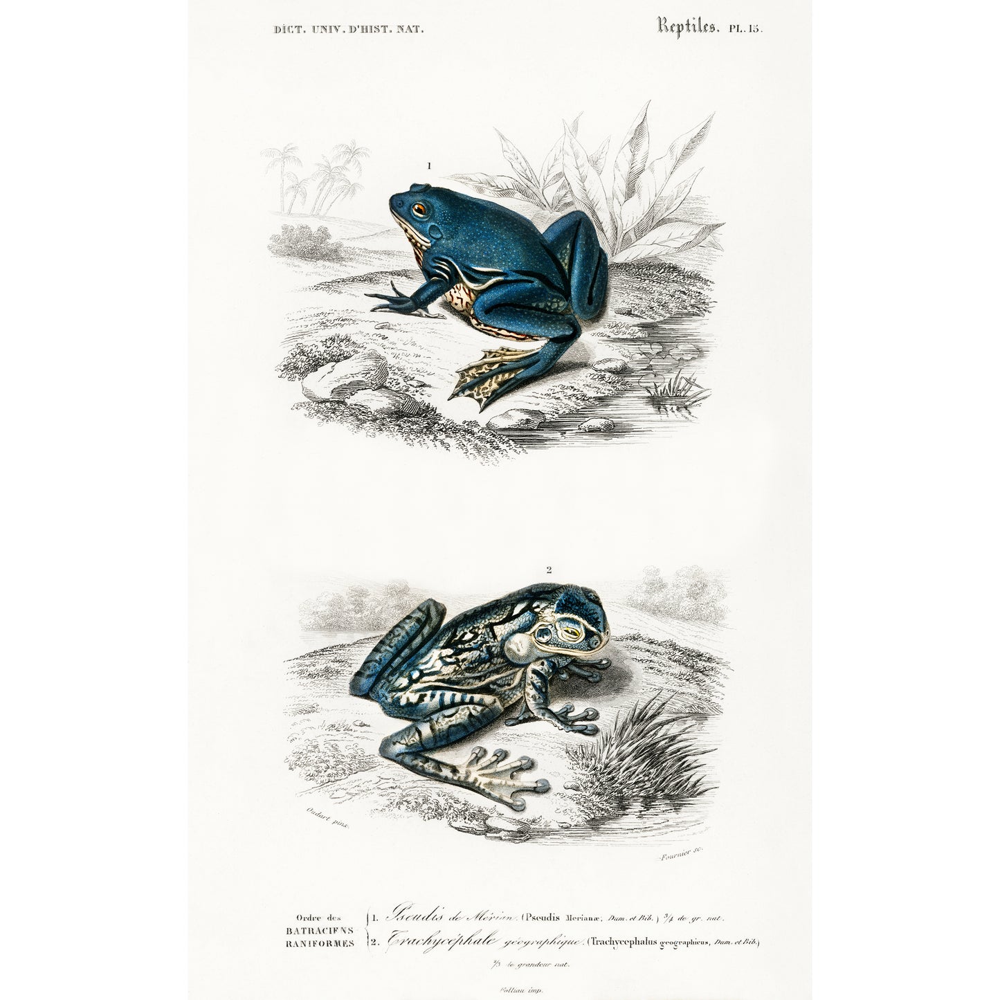 Shrinking Frog (Pseudis Merianae) and Black-spotted Casque-headed Tree (Trachycephalus Geographieus) Illustration - Giclee Art Print Poster