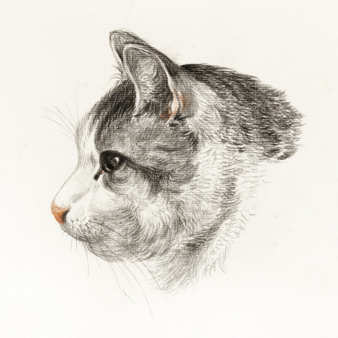 Sketch of A Cat