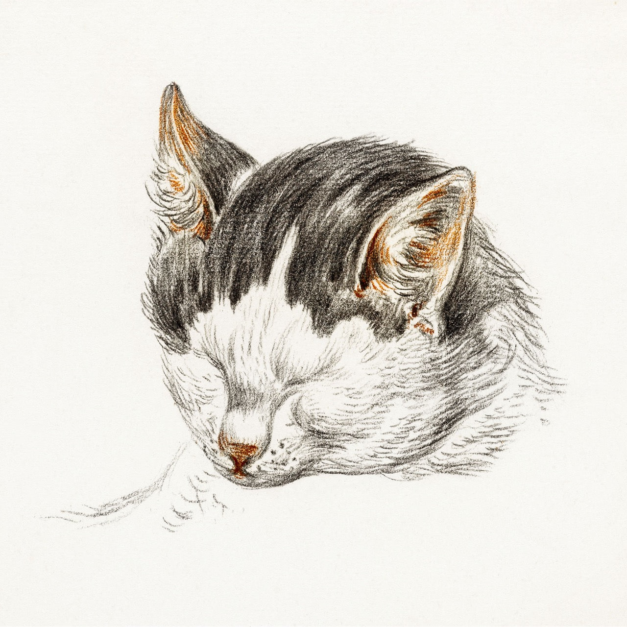 Sketch of A Cat