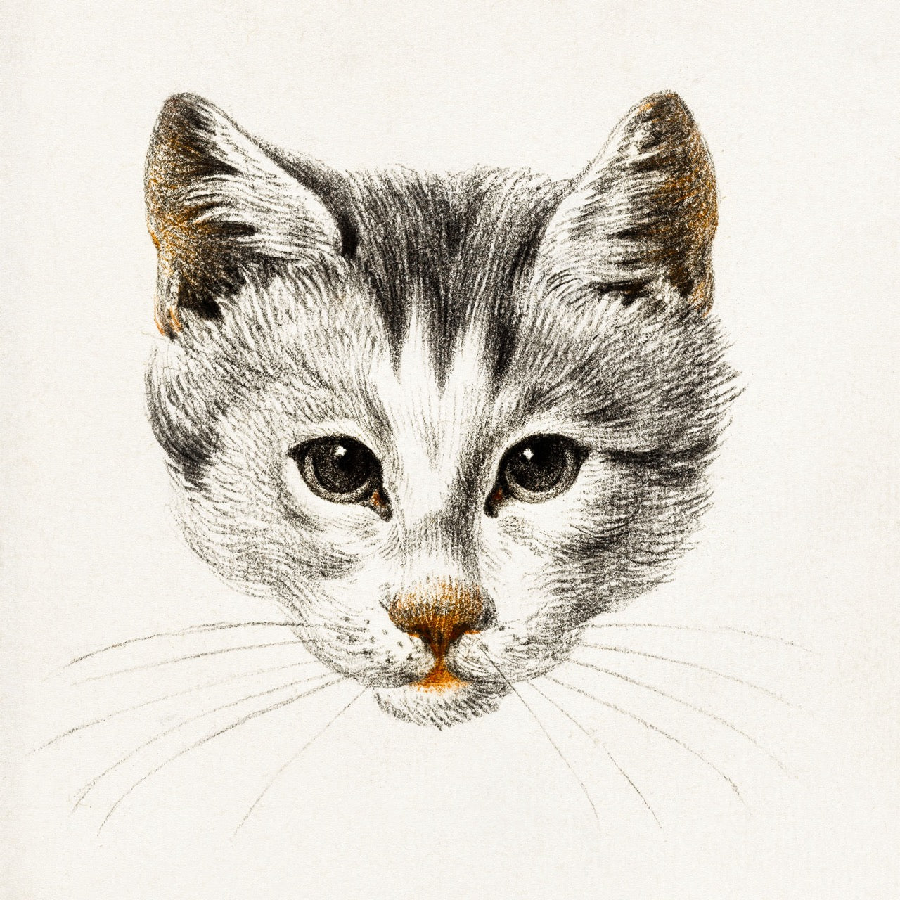 Sketch of A Cat