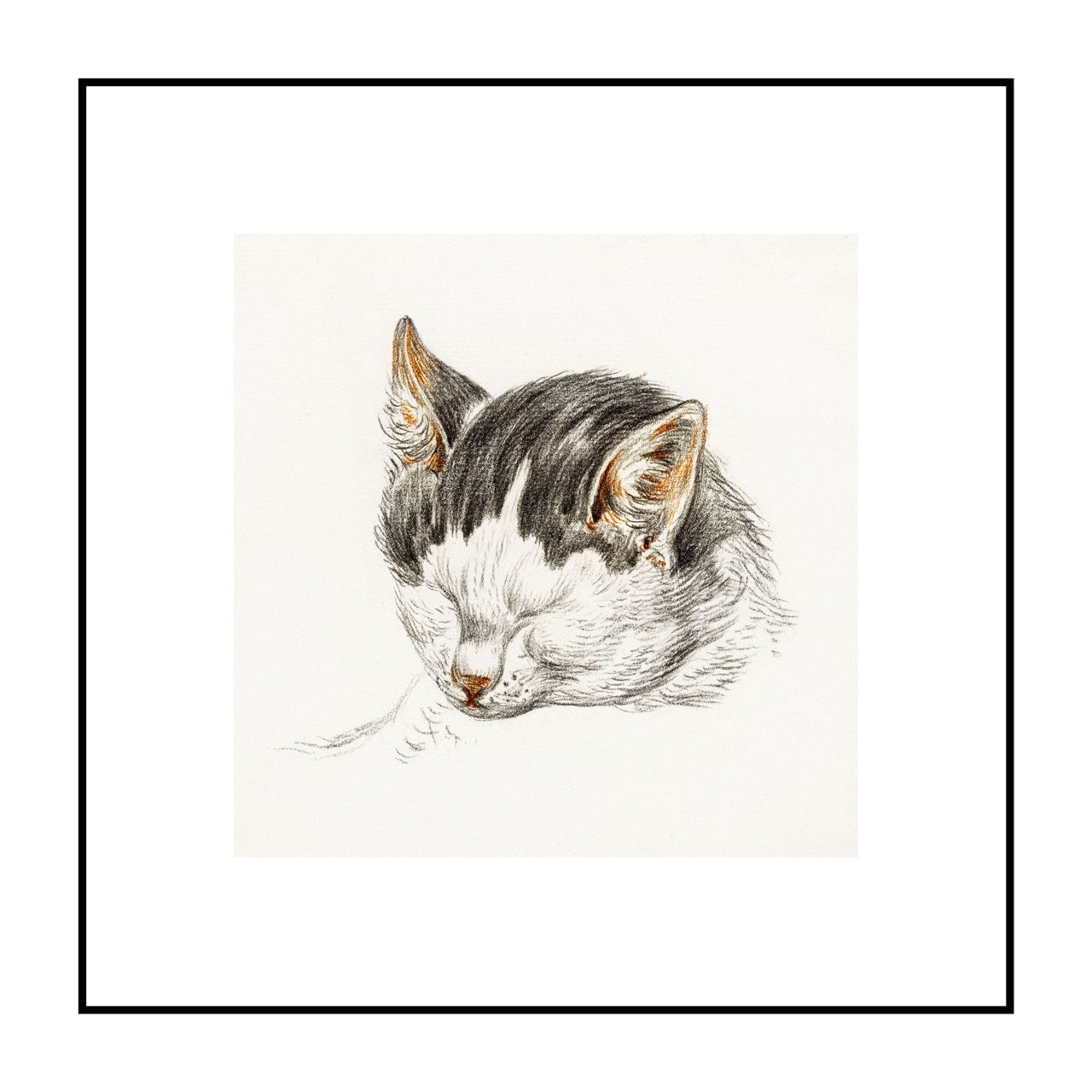 Sketch of A Cat