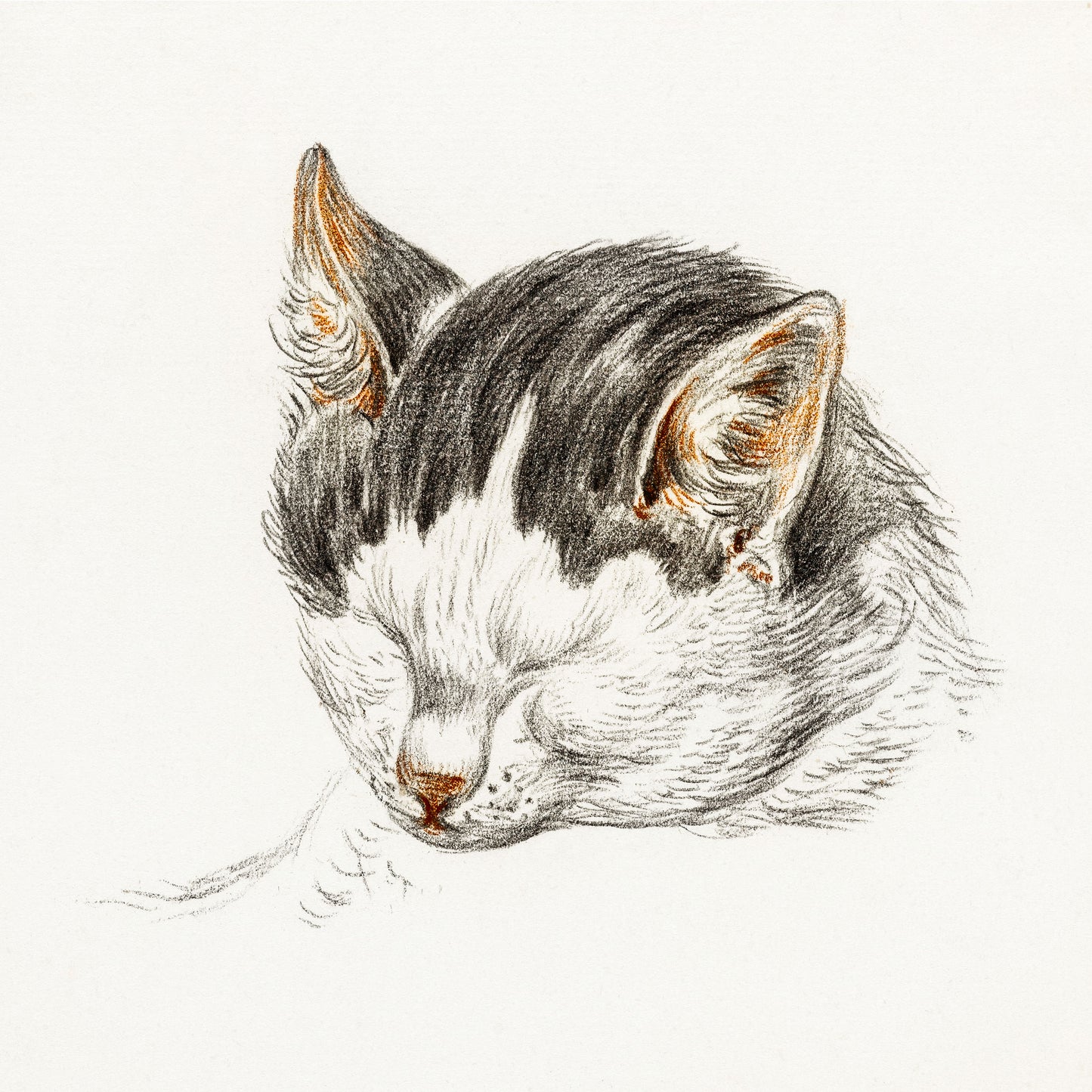 Sketch of A Cat