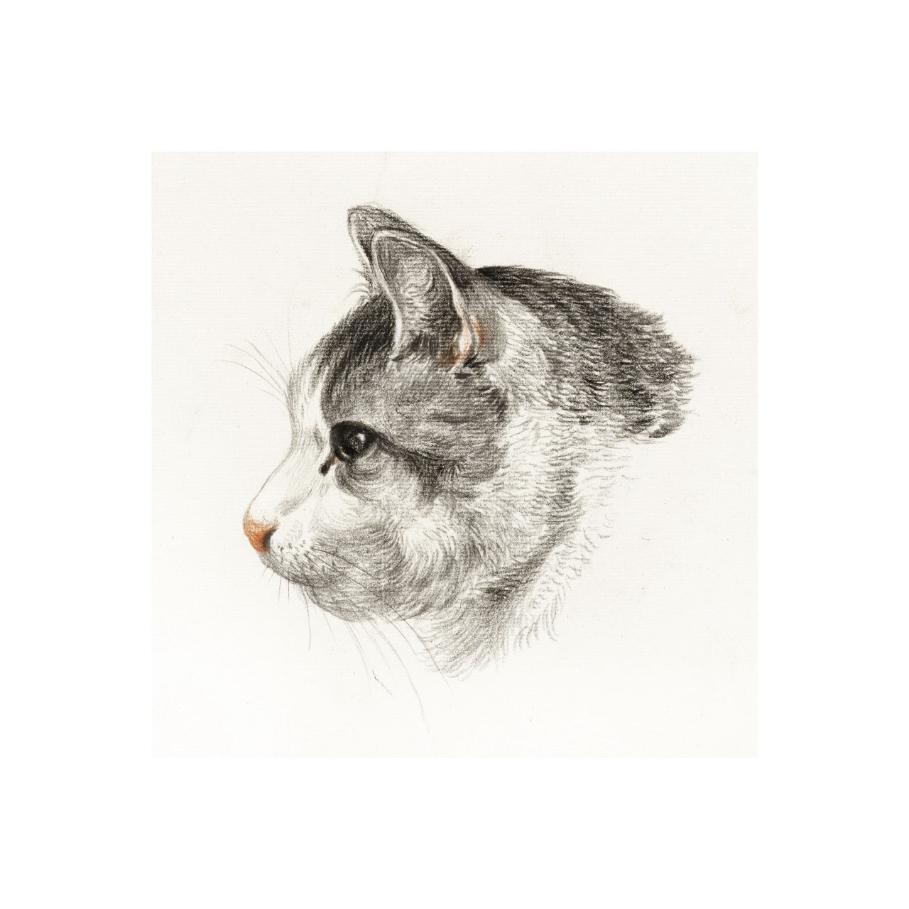 Sketch of A Cat