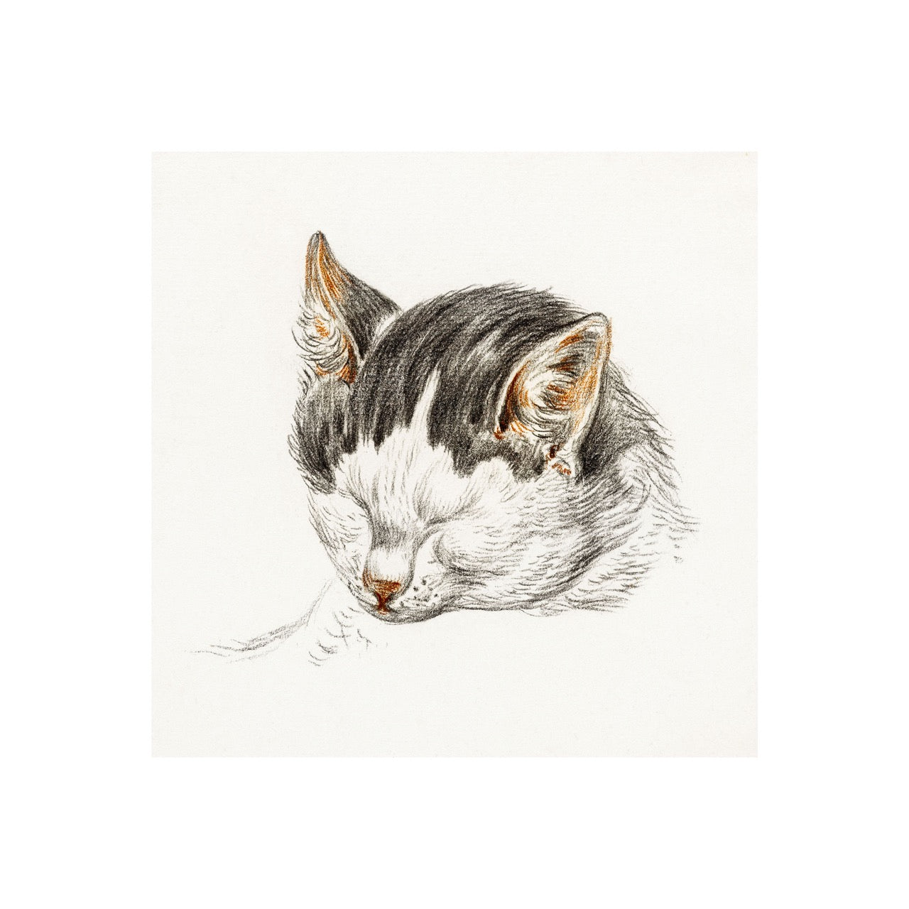 Sketch of A Cat