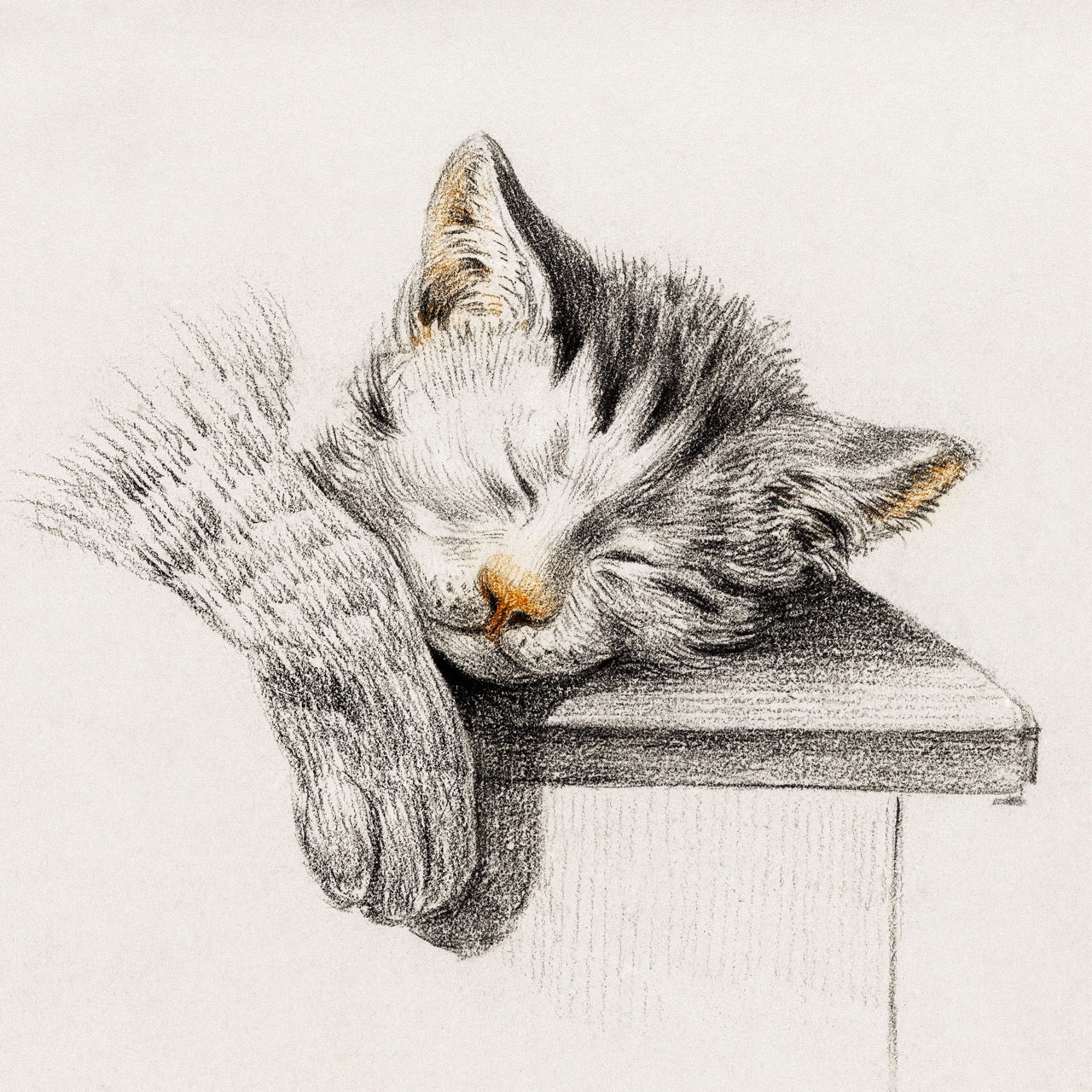 Sketch of A Sleeping Cat