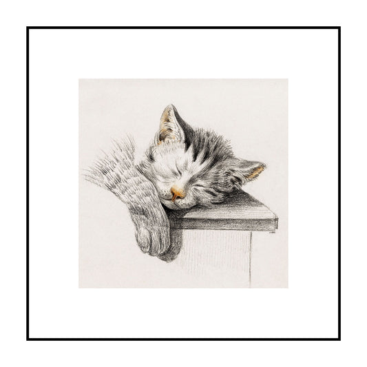 Sketch of A Sleeping Cat