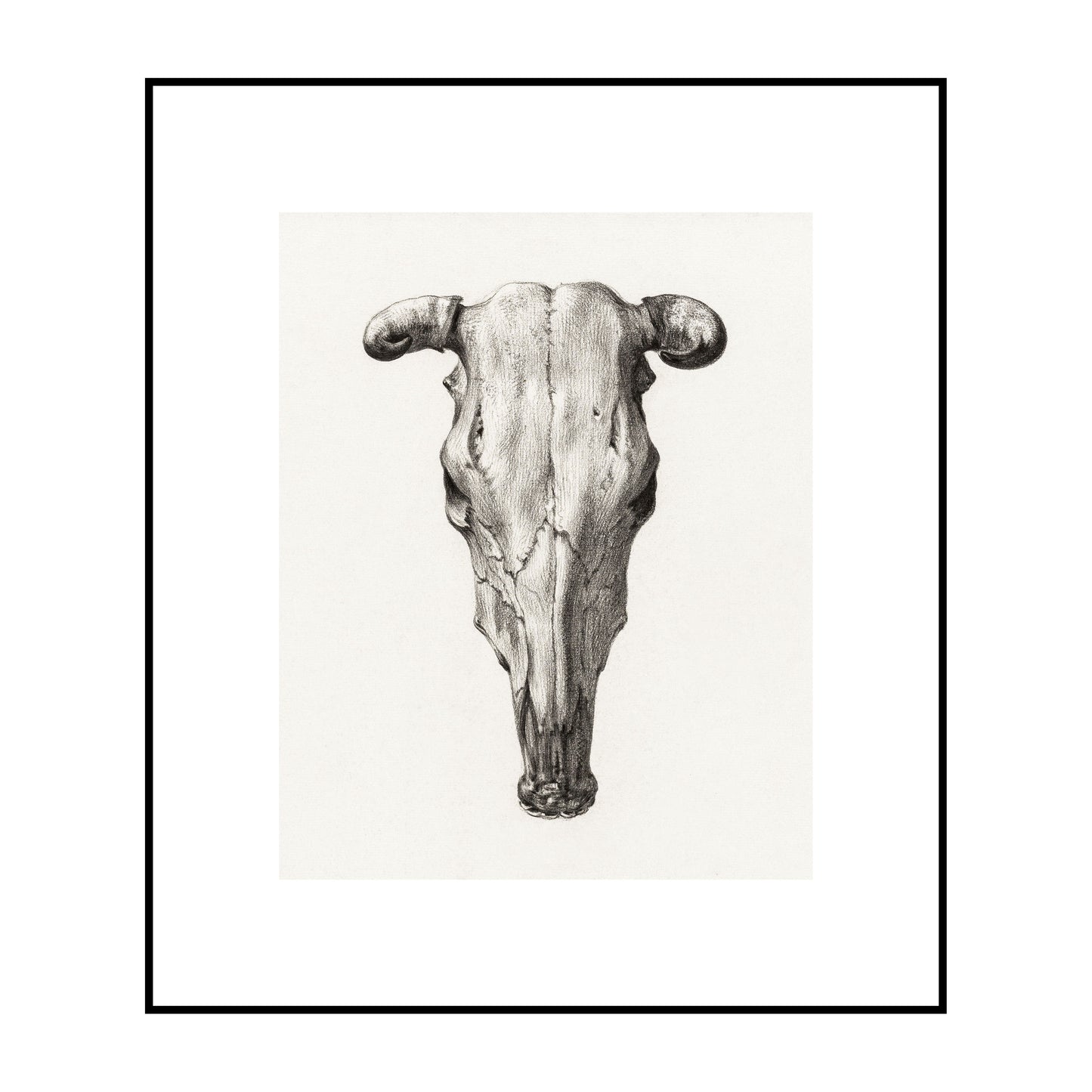 Skull of A Cow