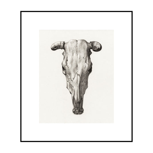 Skull of A Cow