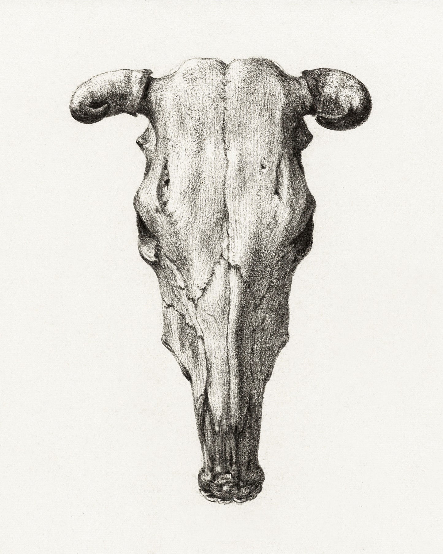 Skull of A Cow