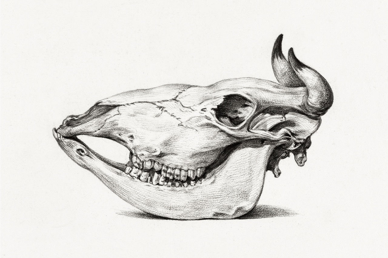 Skull of A Cow