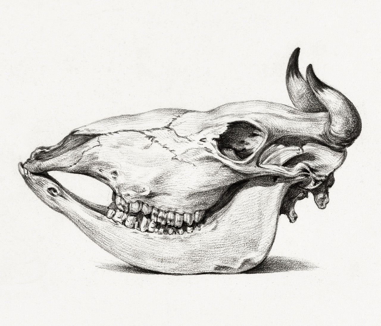 Skull of A Cow