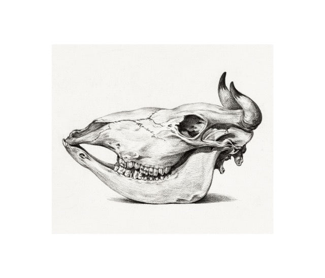 Skull of A Cow