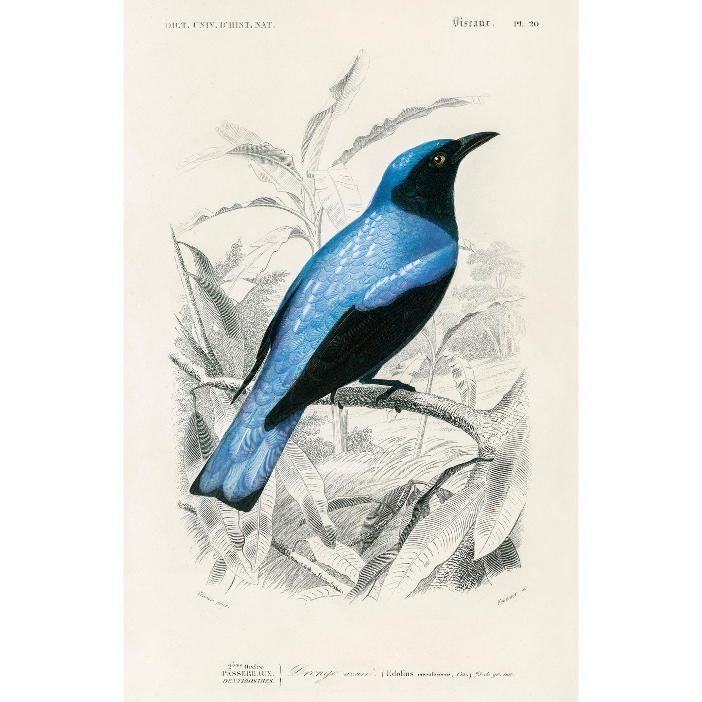 Square-tailed Drongo (Edoius Caerulescens) Illustration - Giclee Art Print Poster