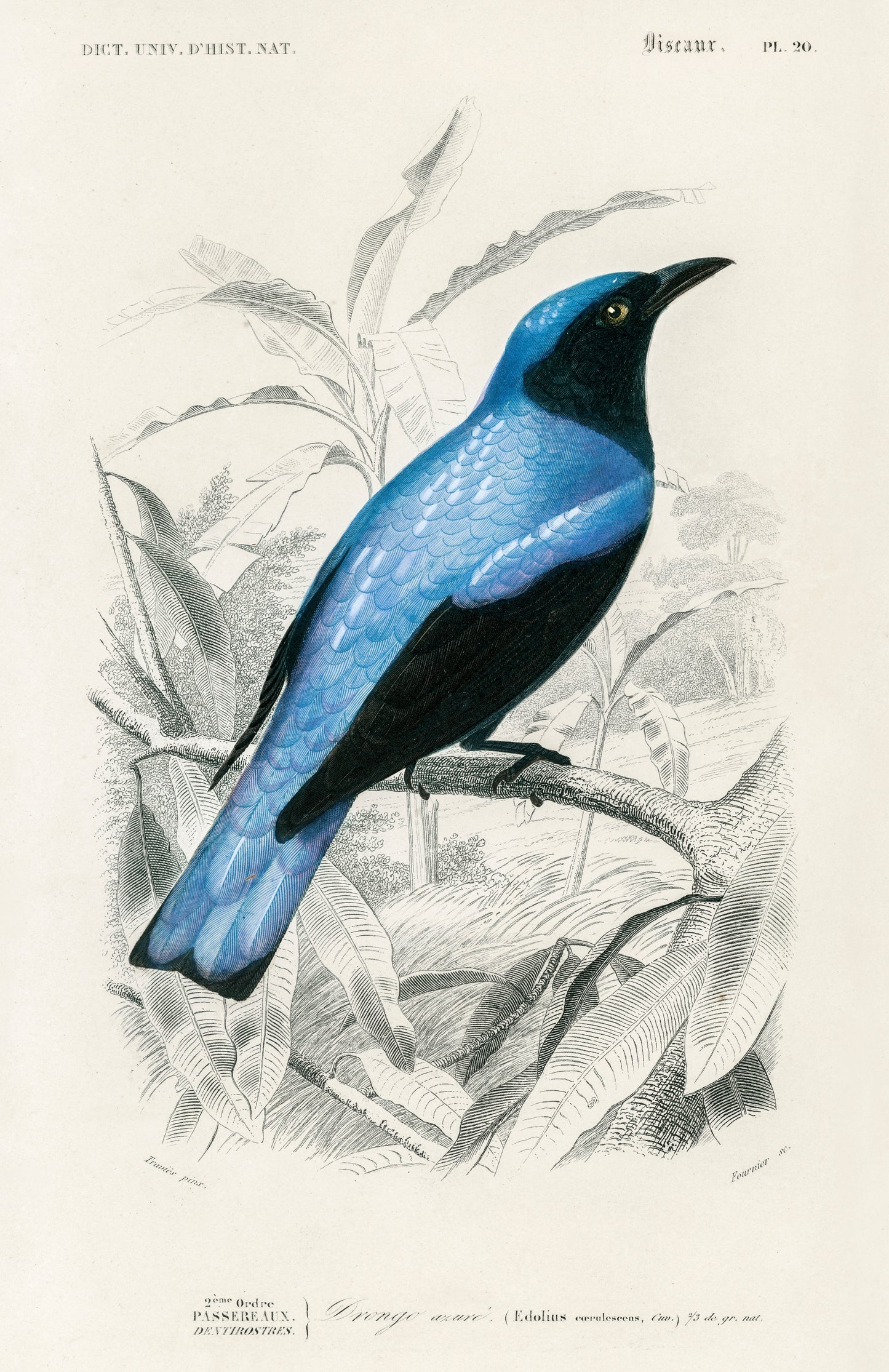 Square-tailed Drongo (Edoius Caerulescens) Illustration - Giclee Art Print Poster