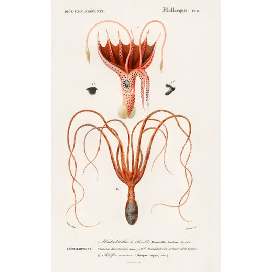 Squid (Histioteuthis Bonnellii) and Octopus (Octopus Vulgaris) Illustration - Giclee Art Print Poster