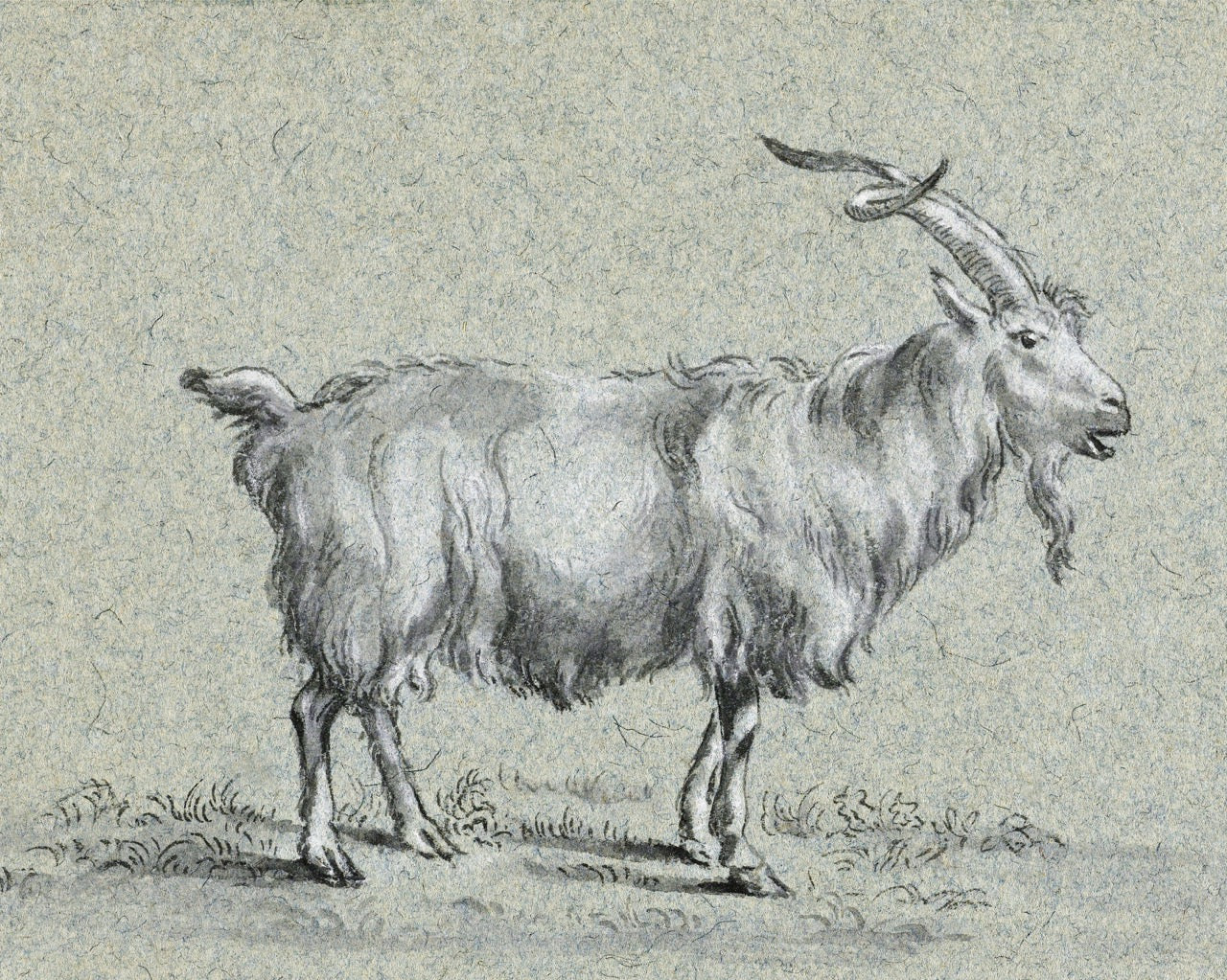 Standing Goat