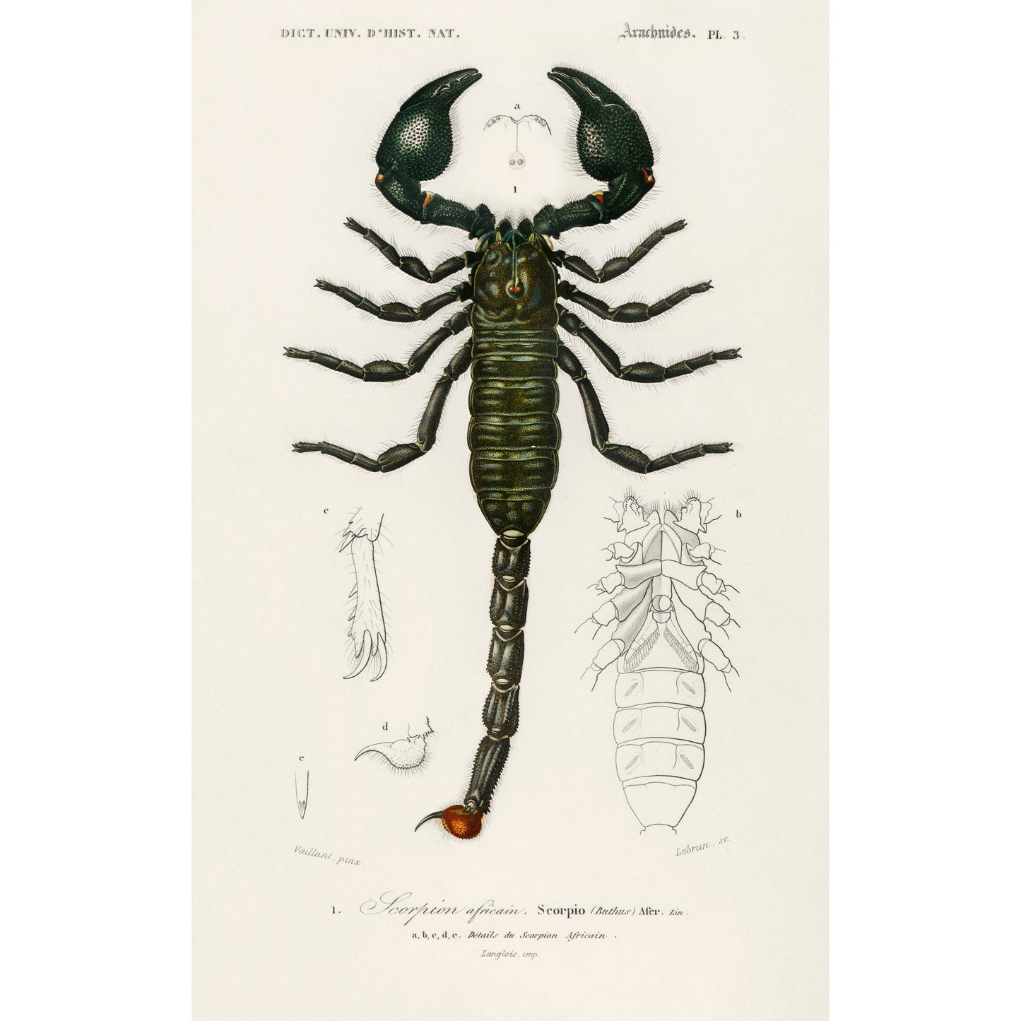 The Emperor Scorpion (Buthus Afer) Illustration - Giclee Art Print Poster