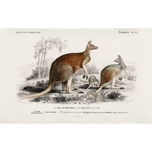 The Red Kangaroo (Macropus Rufus) Illustration - Giclee Art Print Poster