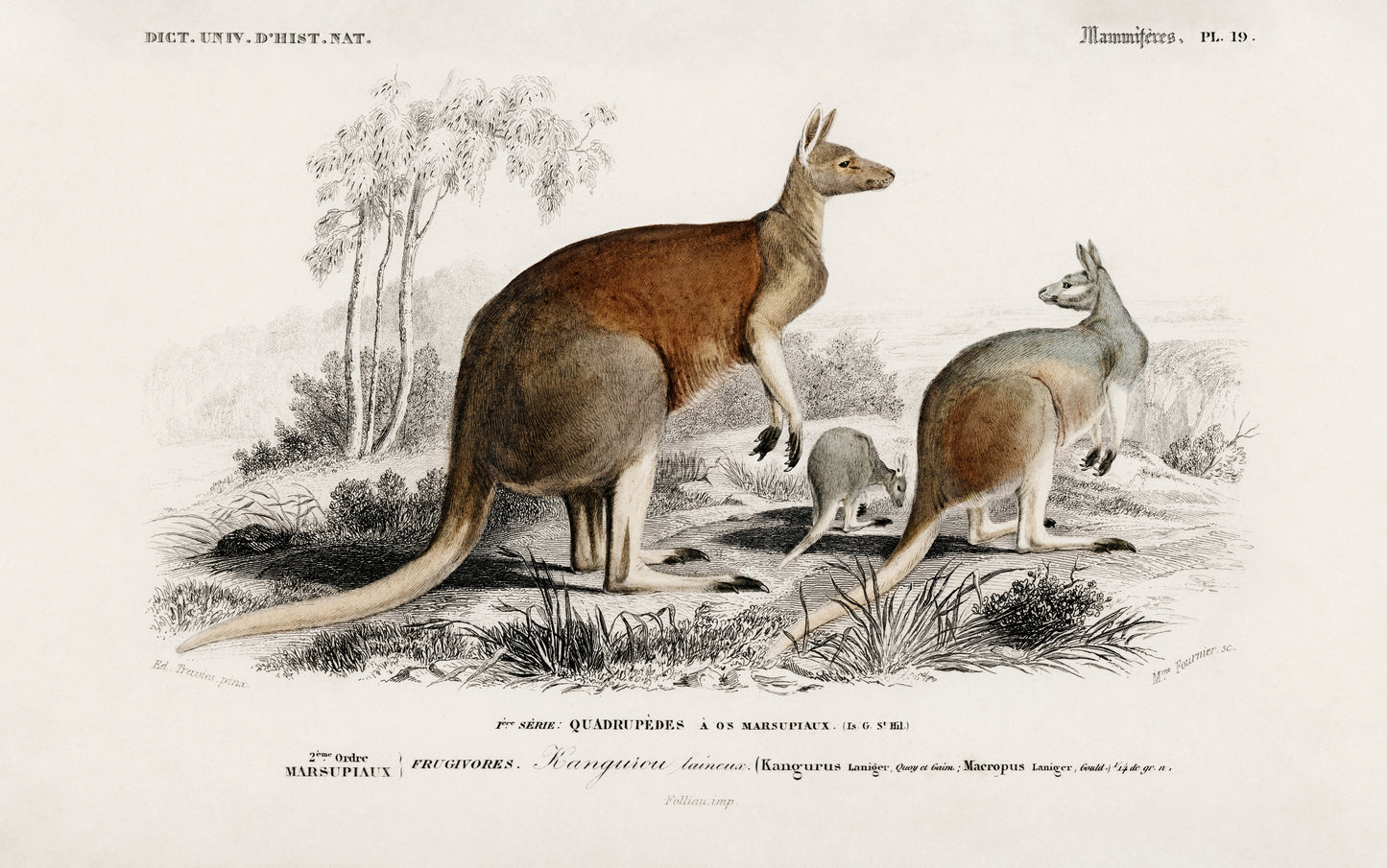 The Red Kangaroo (Macropus Rufus) Illustration - Giclee Art Print Poster