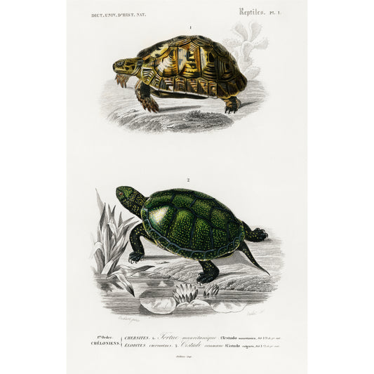 Tortoises (Testudo) and Pond Turtle (Emys Orbicularis) Illustration - Giclee Art Print Poster