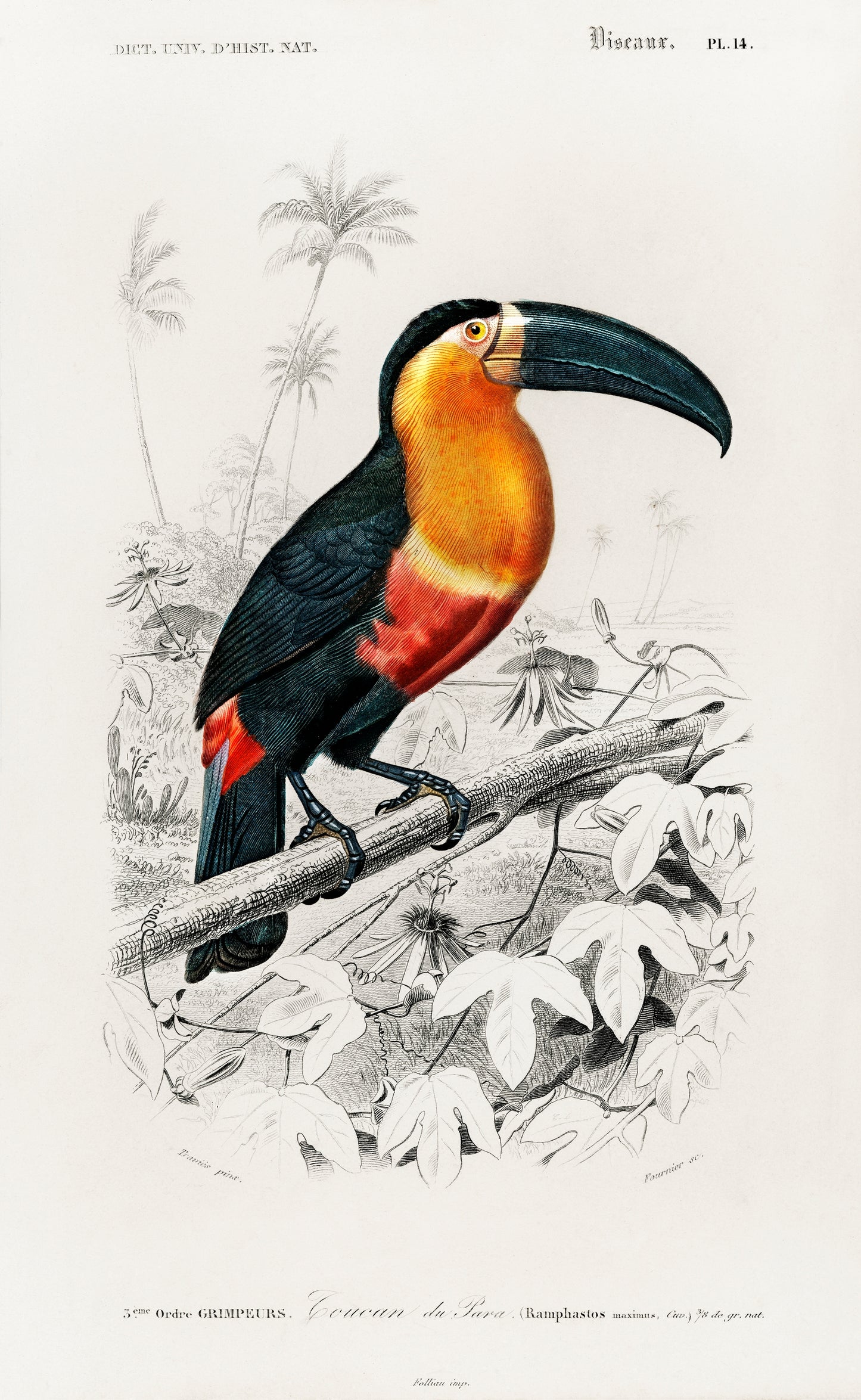 Toucan (Ramphastos) Illustration - Giclee Art Print Poster