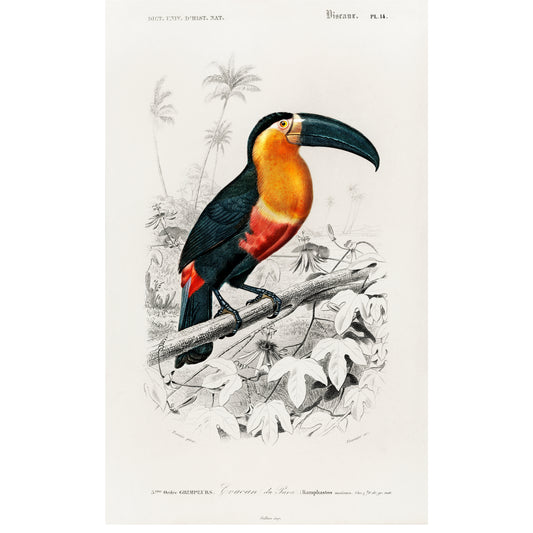 Toucan (Ramphastos) Illustration - Giclee Art Print Poster