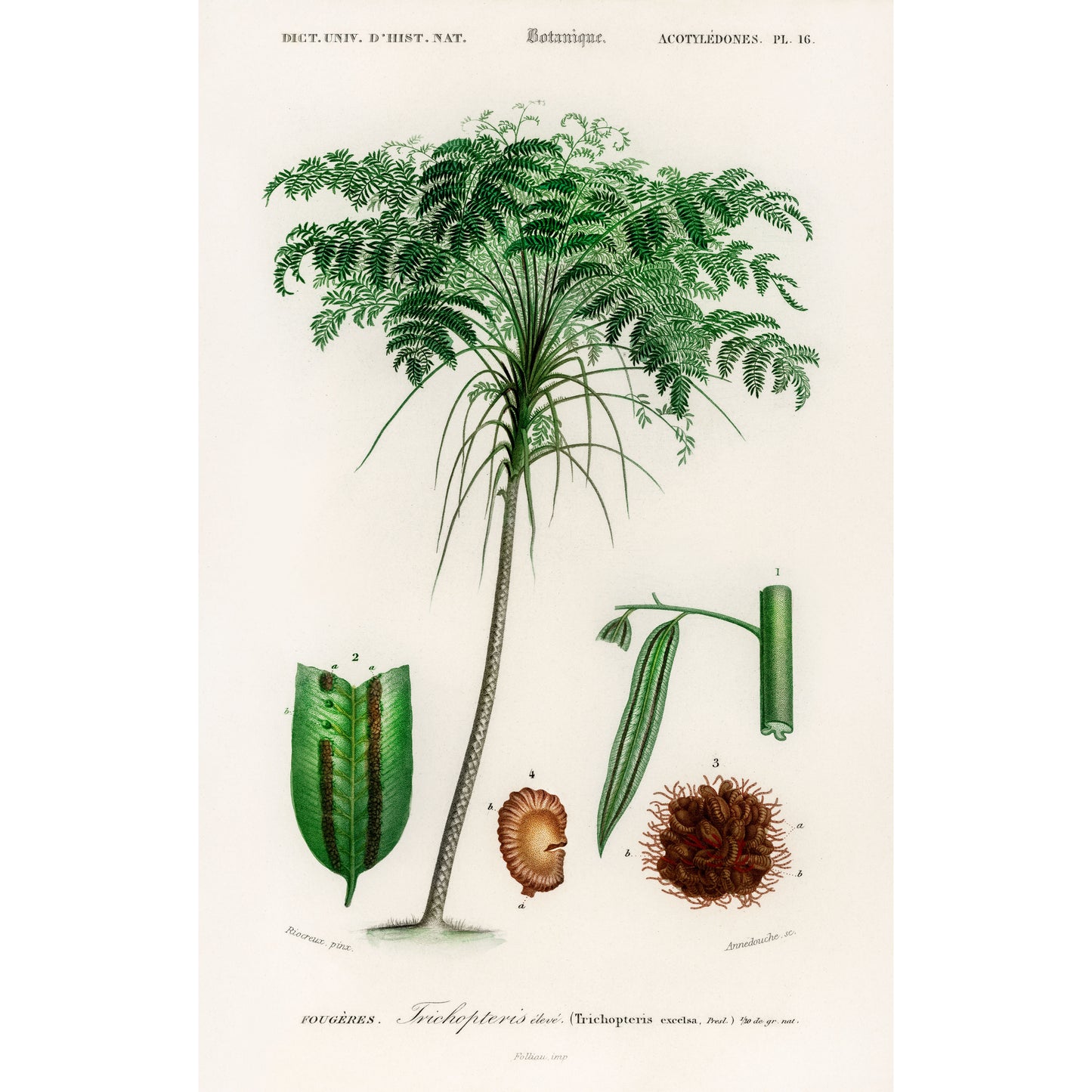 Trichipteris Excelsa Illustration - Giclee Art Print Poster