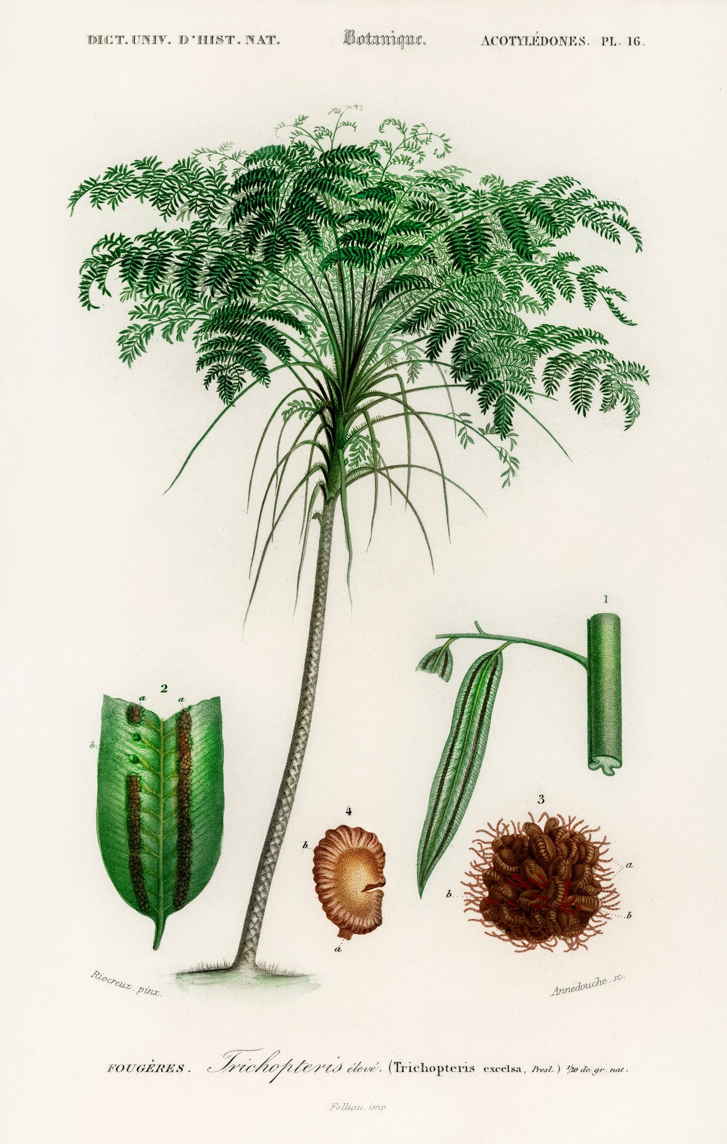 Trichipteris Excelsa Illustration - Giclee Art Print Poster