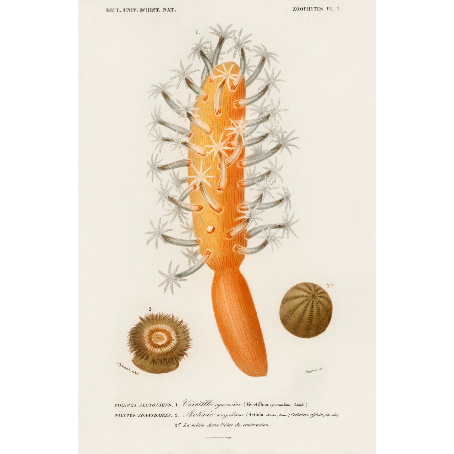 Veretillum Cynomorium, Sea Carrot, Actinia Effoeta, Sea Anemone Illustration - Giclee Art Print Poster