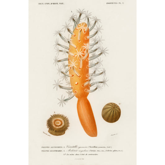 Veretillum Cynomorium, Sea Carrot, Actinia Effoeta, Sea Anemone Illustration - Giclee Art Print Poster