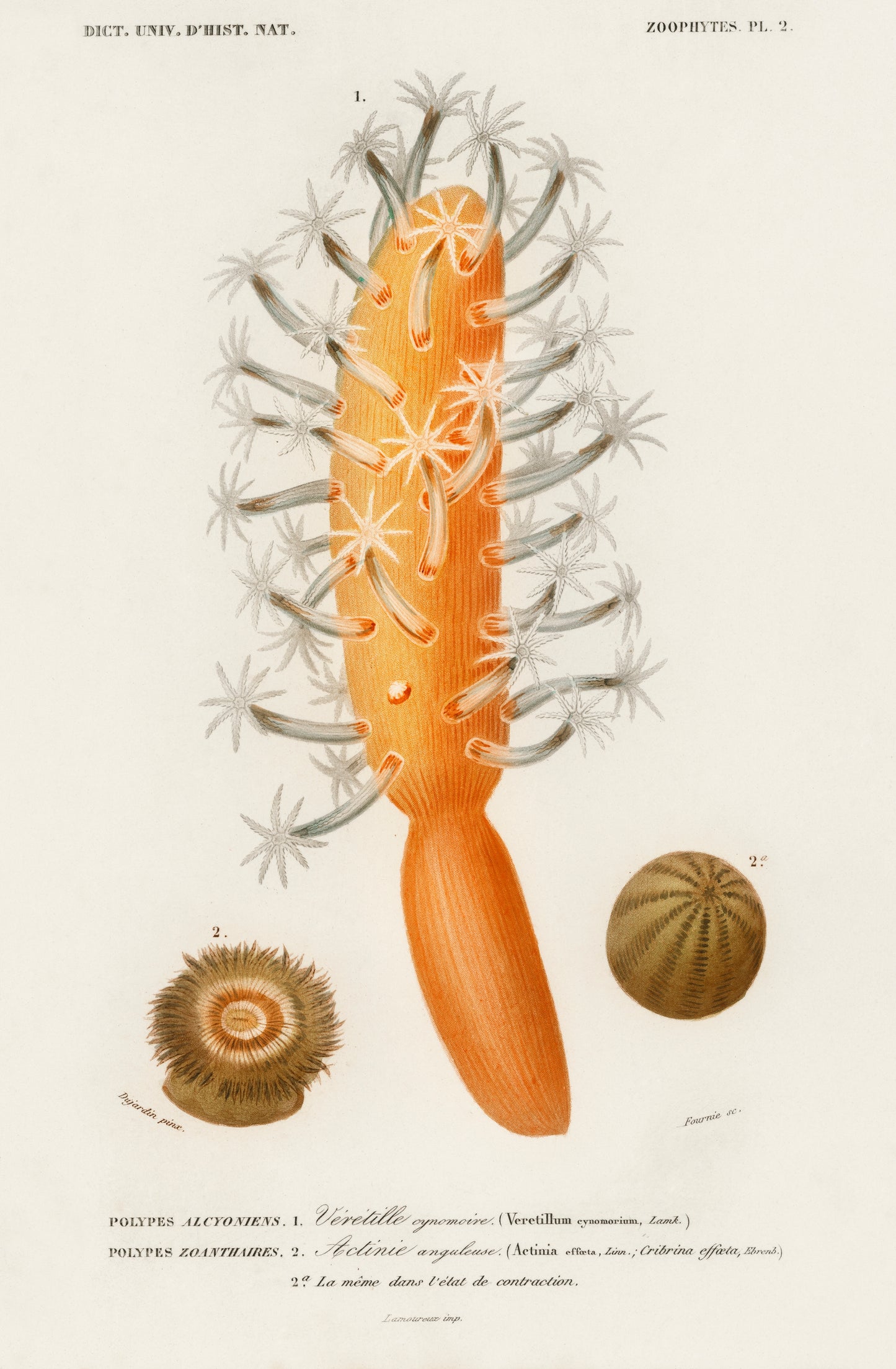 Veretillum Cynomorium, Sea Carrot, Actinia Effoeta, Sea Anemone Illustration - Giclee Art Print Poster