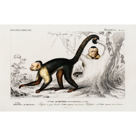 White-headed Capuchin (Cebus Hypoleucus) Illustration - Giclee Art Print Poster