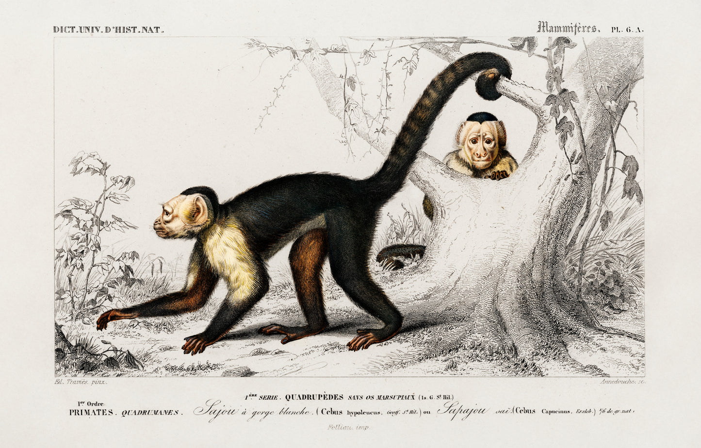 White-headed Capuchin (Cebus Hypoleucus) Illustration - Giclee Art Print Poster