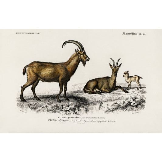 Wild Goat (Capra Agagrus) Illustration - Giclee Art Print Poster