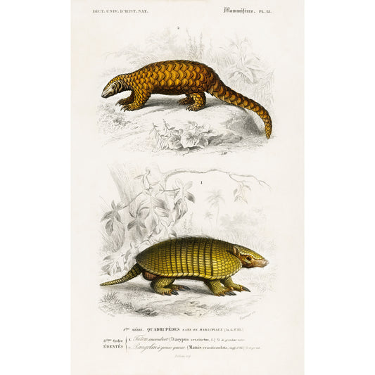 Yellow Armadillo (Euphractus Sexcinctus) and Indian Pangolin (Manis Crassicaudata) Illustration - Giclee Art Print Poster