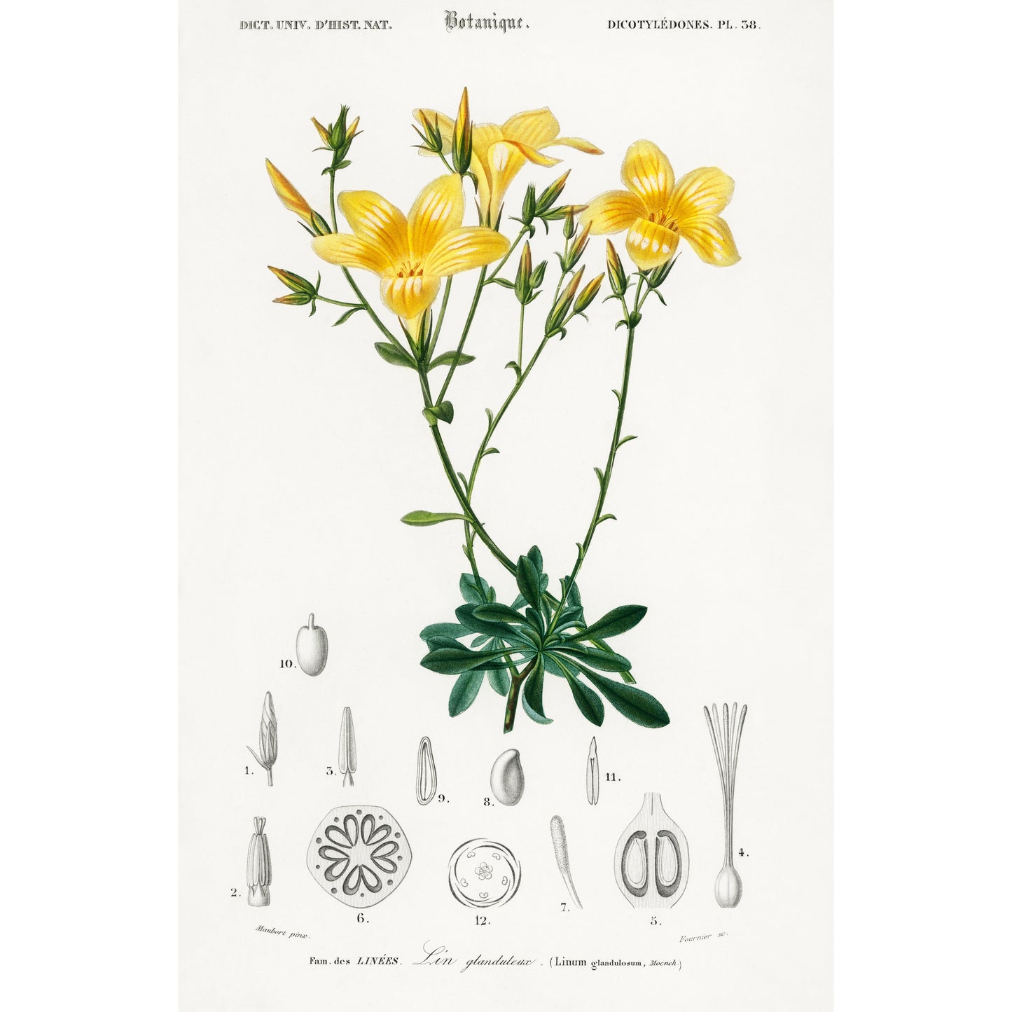 Yellow Flax (Linum Glandulosum) Illustration - Giclee Art Print Poster