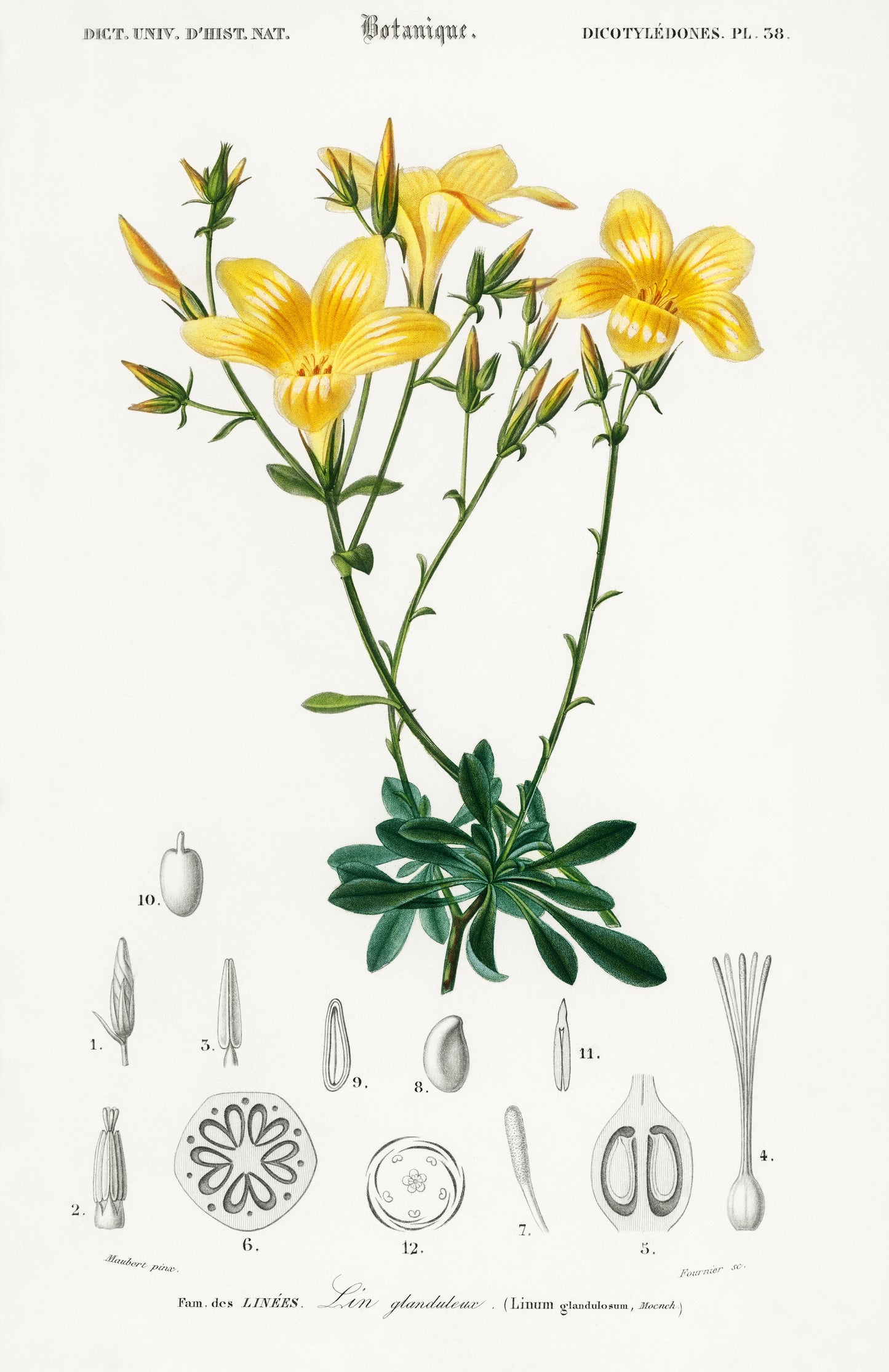 Yellow Flax (Linum Glandulosum) Illustration - Giclee Art Print Poster