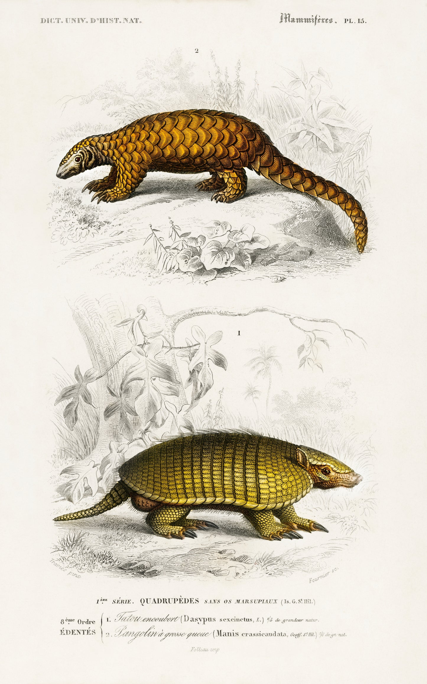 Yellow Armadillo (Euphractus Sexcinctus) and Indian Pangolin (Manis Crassicaudata) Illustration - Giclee Art Print Poster